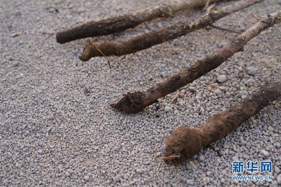 梭梭树羊吃吗 dd66999f50cd4a8fb46e599226a364f5.jpeg