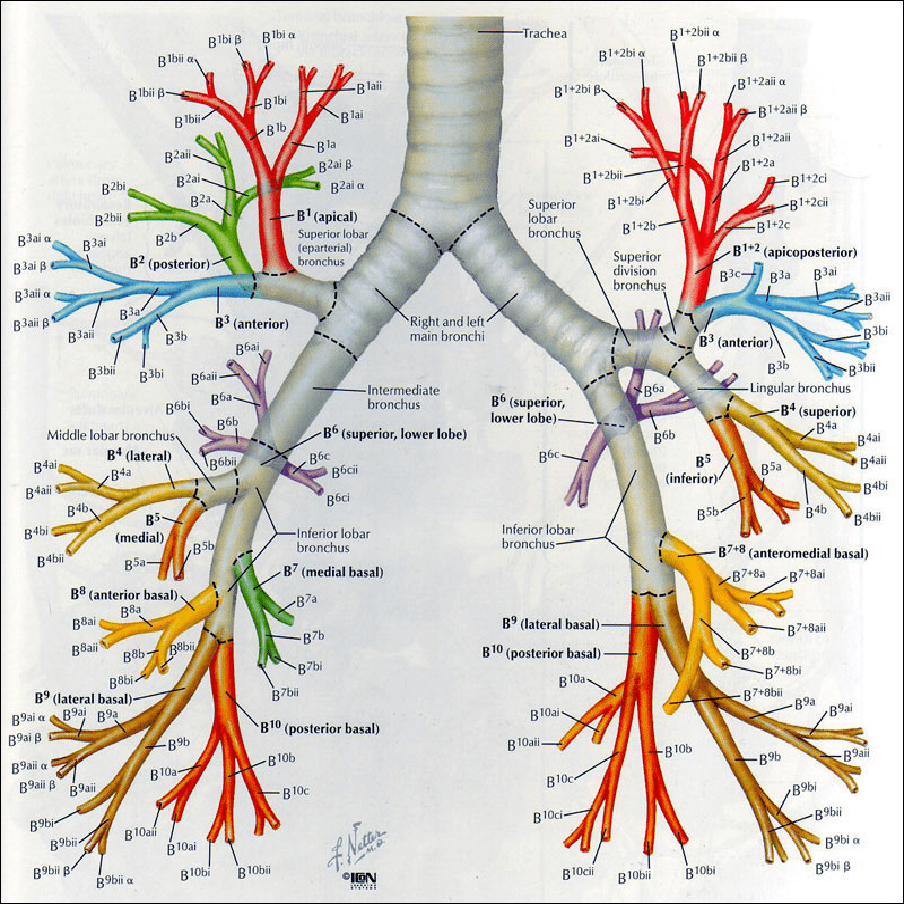 肺段支气管及亚段支气管