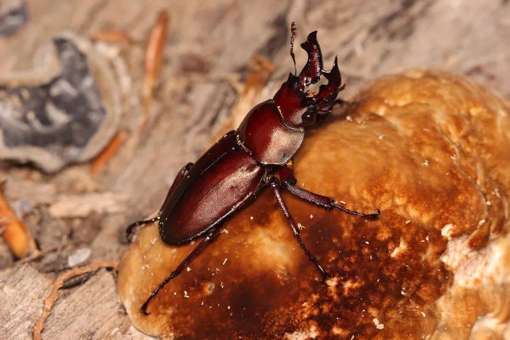 楸甲虫 来自搜狐网