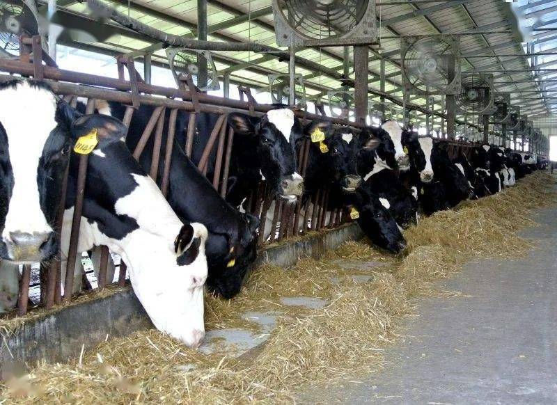 现代奶业评价奶牛场定级与评价团体标准即将实施