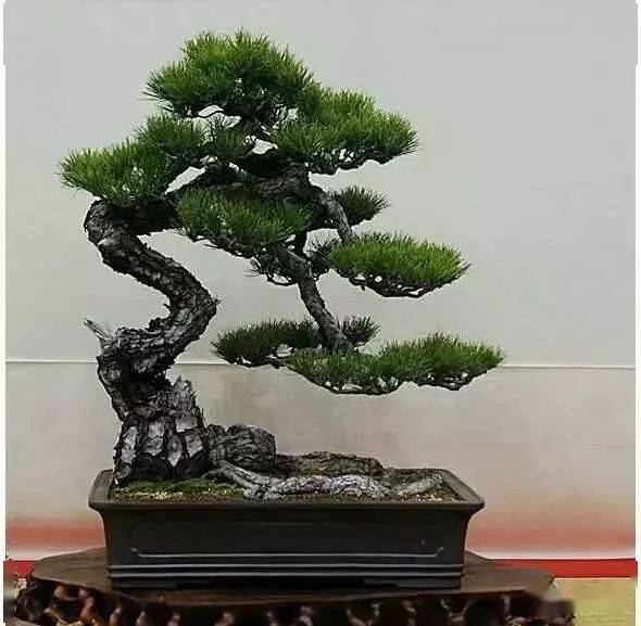 (图文)自然大树型盆景,你家的盆景也可以野趣横生