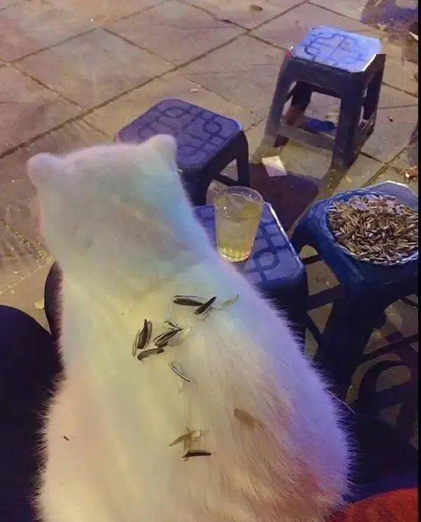 垃圾桶|把瓜子皮都扔在猫咪身上,猫:你闹够了没?主人嗑瓜子