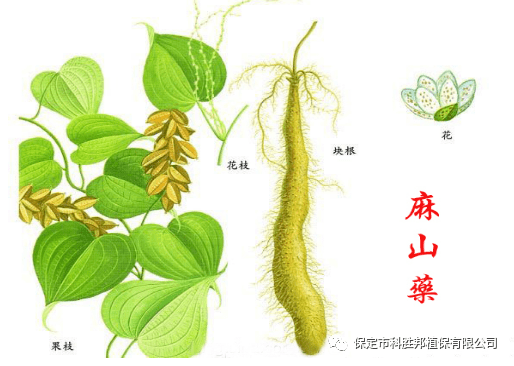 【与农小常识】麻山药开花未必结果_手机搜狐网