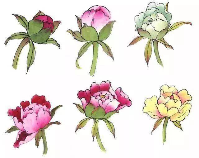 牡丹花头和花叶及九大色系特点与画法
