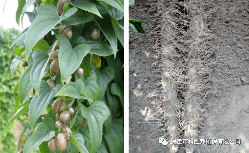 零余子地下茎除此之外,我们经常食用的麻山药块茎,其实也不是山药的根