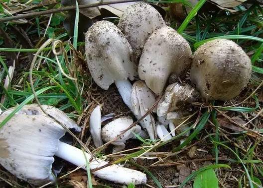 这几种野生蘑菇有毒,快告诉家里买菜的人,千万要当心!