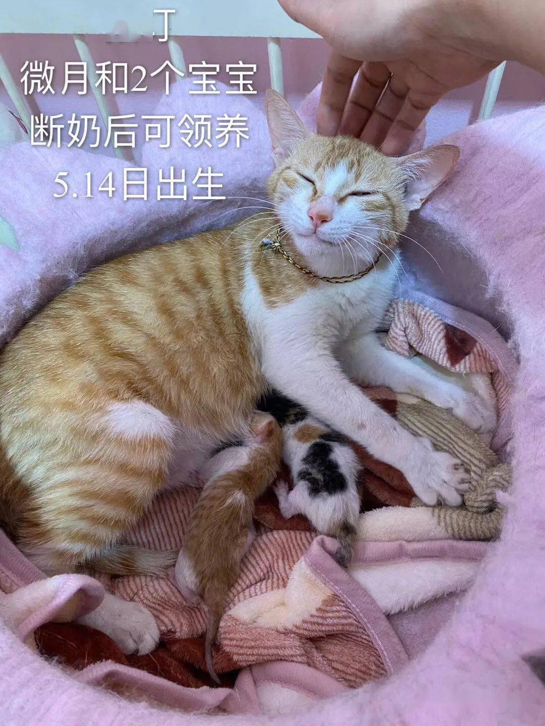 流浪猫妈妈半夜托付给我两个生病的孩子