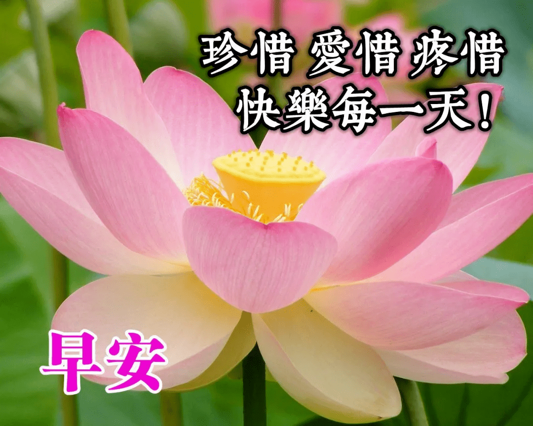 7月最新版早上好问候祝福语短信微信早安唯美鲜花祝福语图片精选