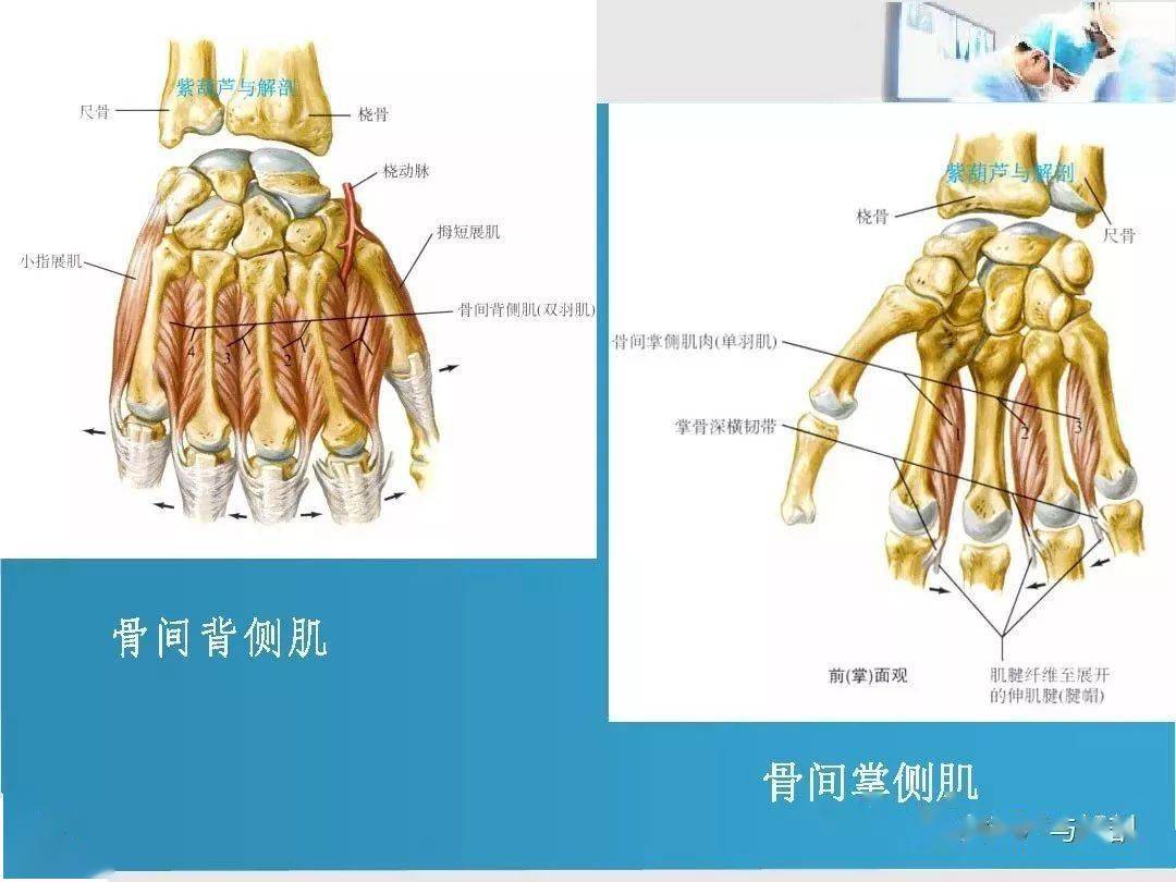 留言解读手部肌腱