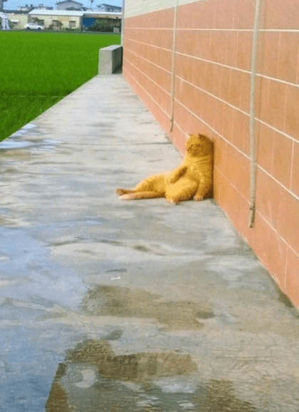 搞笑GIF:害羞到不行的含羞草