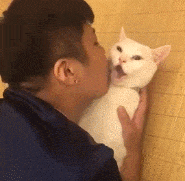 家有萌宠 | 几日不见,对你的热情猫主子表示拒绝