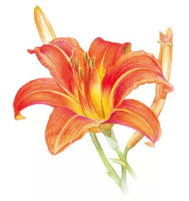 零基础彩铅画入门视频教程 彩铅花卉:萱草"谁言寸草心"