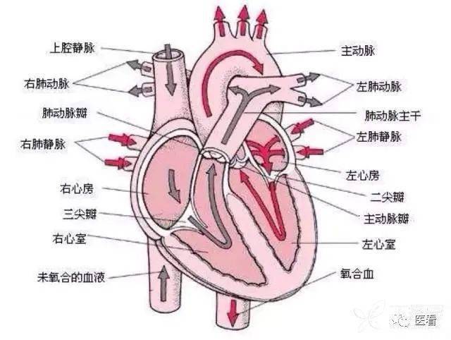 z 正常的心脏形状及内部结构