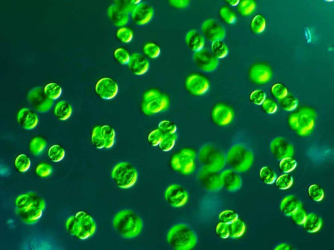 为绿藻门小球藻属普生性单细胞绿藻,是一种球形单细胞藻类,直径3