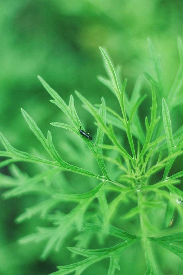 临夏这组"最夏天"的壁纸,全部都要用一遍!_屏保