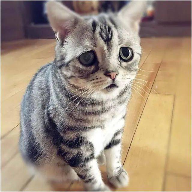 全世界最悲伤小猫,一脸委屈巴巴,好像全世界都欠它小鱼干