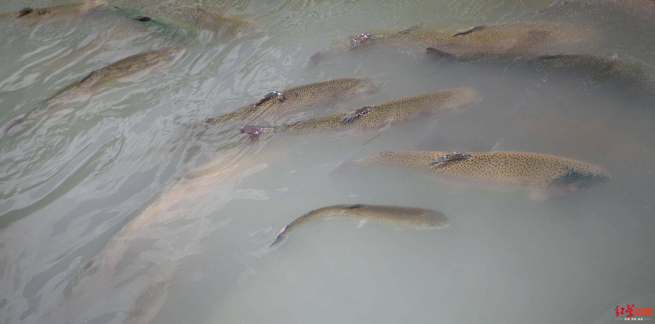 养殖业|“三文鱼效应”下的虹鳟养殖场：大鱼出不了塘，小鱼换不了“房”