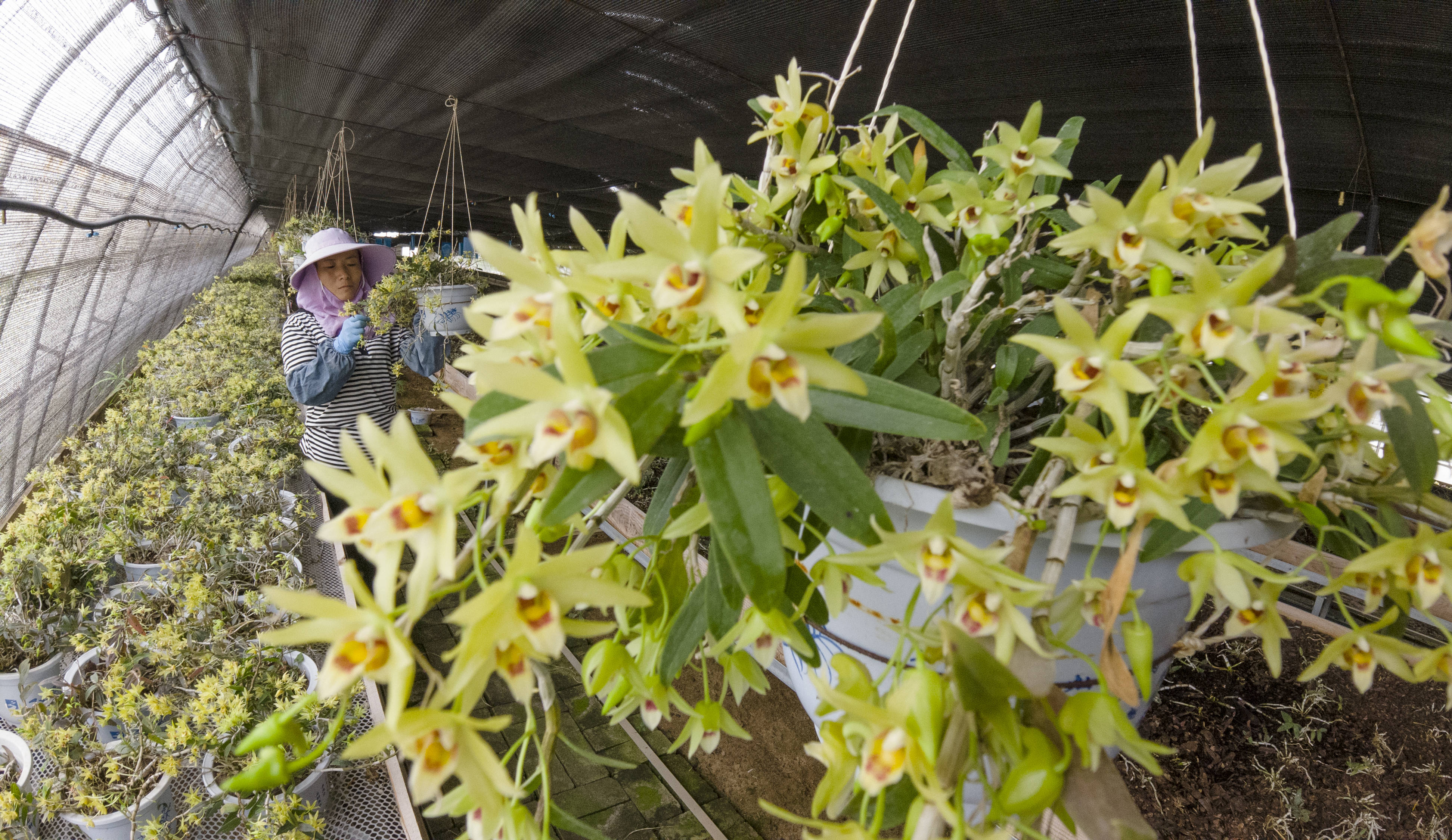 河北唐山铁皮石斛花开致富路