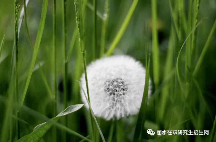 61岁研究生好不好