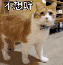 喵喵表情包第六期丨