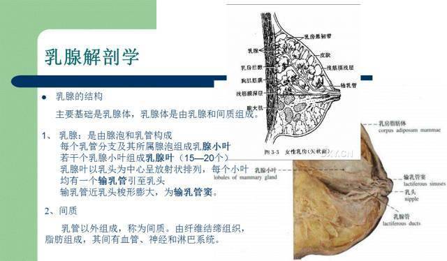 乳腺系统解剖naha国际芳疗师认证考试