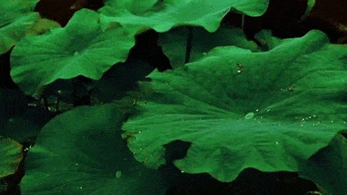 倏忽温风至|因循小暑来