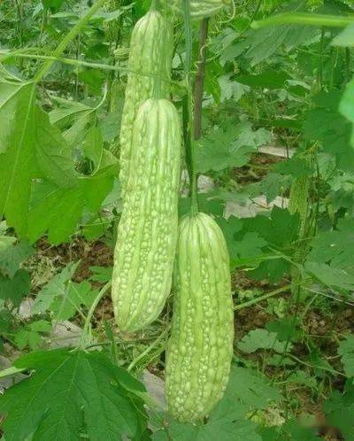 现在能种什么瓜果 299ad3a641fd45efb829b12adc022da3.jpeg