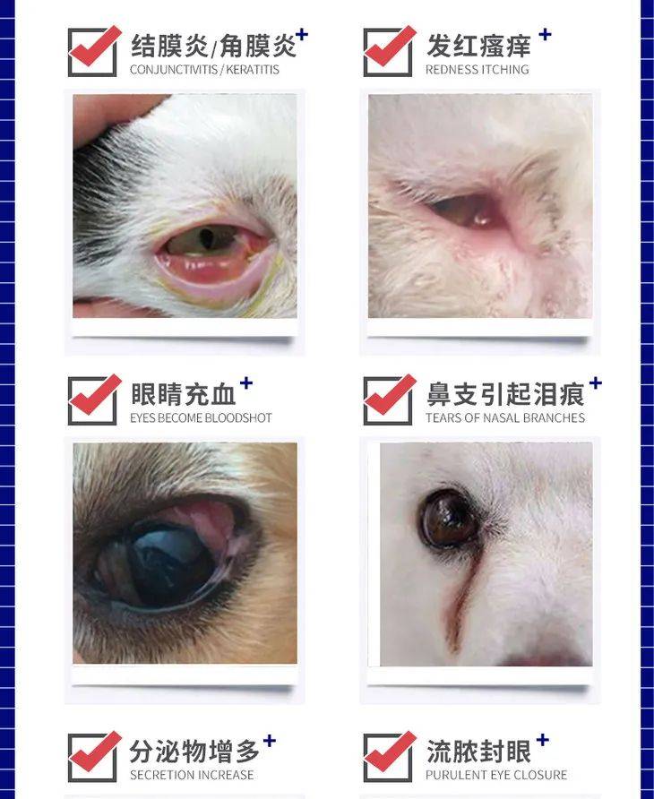 猫咪出现了角膜溃疡. 4.猫咪出现了青光眼. 5.