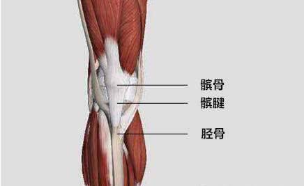 股四头肌是位于我们大腿前面的四块肌肉,当你把腿绷直的时候,你会摸