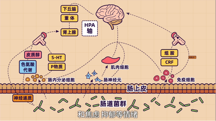 抑郁症?焦虑?是不是肠道出了问题?_微生物