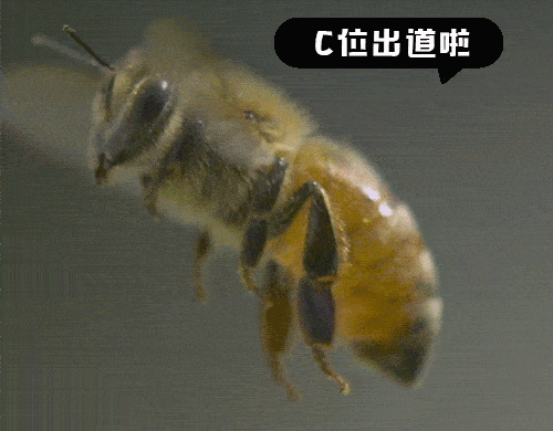 怎么养蜜蜂宝宝 8f4bd558e97b4bdba5520d35f1fdbf5a.gif