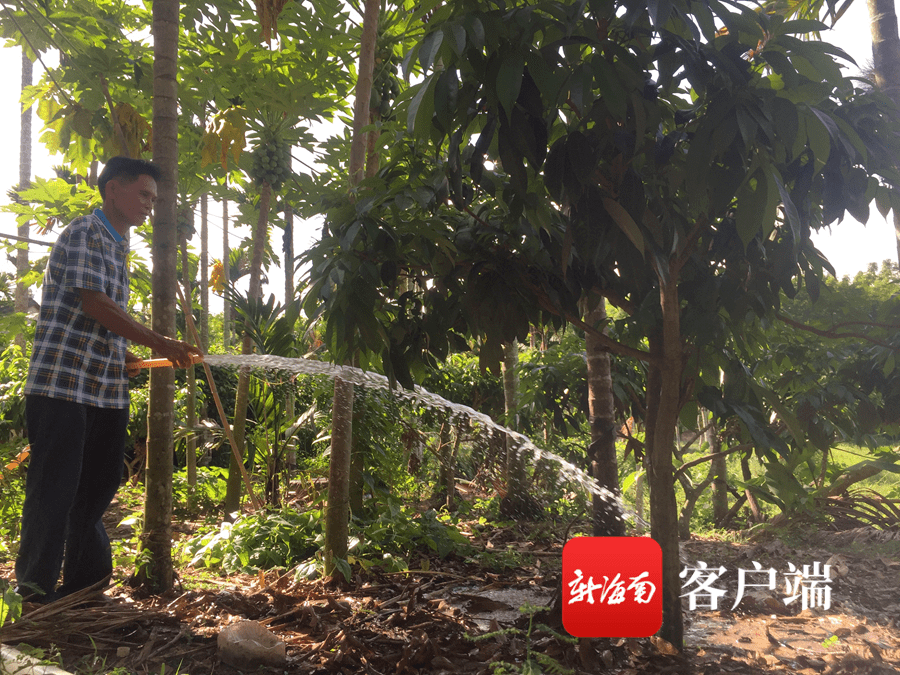 胡茂雄在给荔枝树浇水.记者 胡丽齐 摄