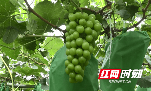 产业园|韶山金景丰现代葡萄产业园丰收在望 预计产量200万斤以上
