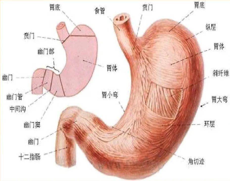 正常人的胃的解剖结构如下图: 胃管的具体插入深度应该根据患者的