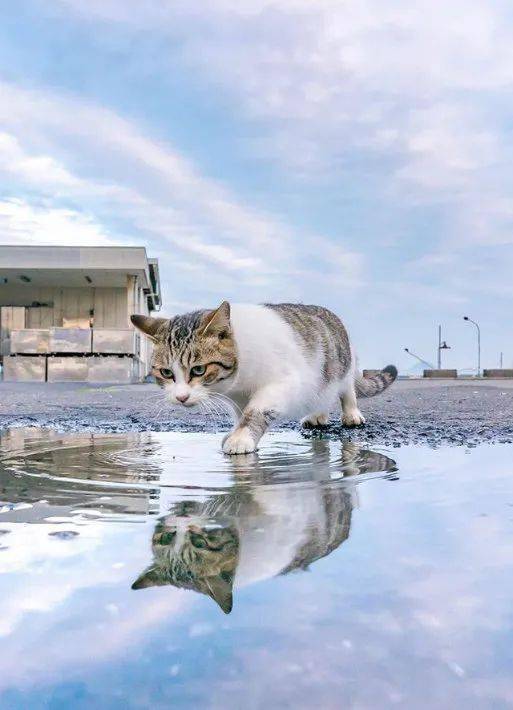 摄影师在雨后捕捉到,猫与自己的水中倒影互动,画面好美!