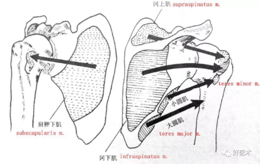 【收藏】最全肩关节解剖及查体方法汇总_韧带