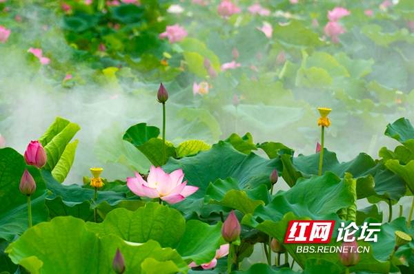 长沙凤羽湖:烟雨朦胧 过雨荷花满院香