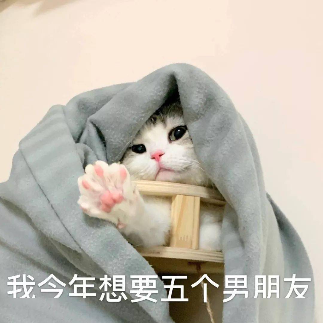 猫猫表情包第十期丨"爱情这杯酒,谁喝都得醉"