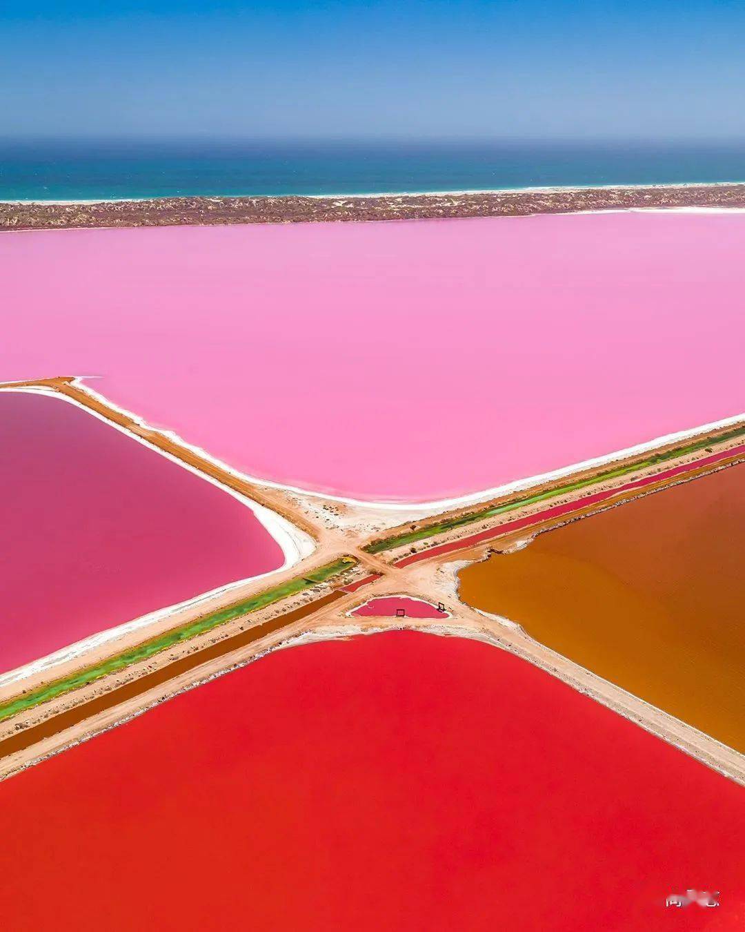 颜色|为什么年龄越大，越喜欢粉色？