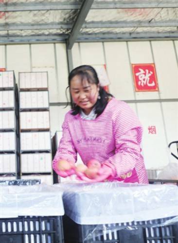 苹果|“抱团发展”，苹果越种越甜（图）