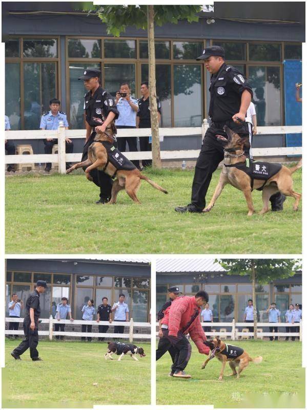 快来看赵县有警犬队啦赵县公安局警犬技术队正式成立