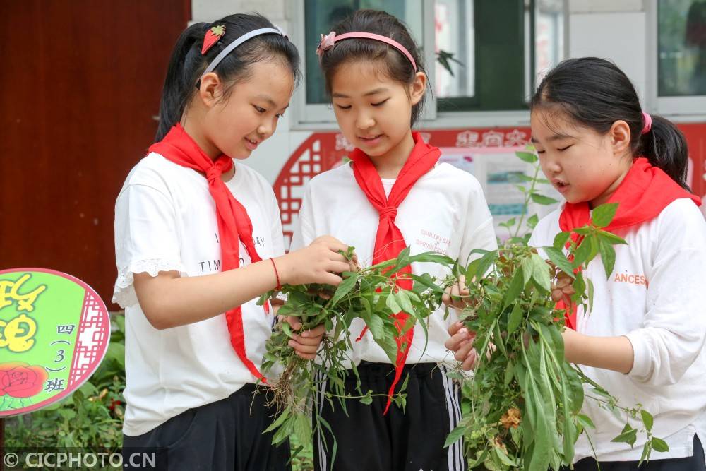 如皋|江苏如皋：中草药“种”进小学校园