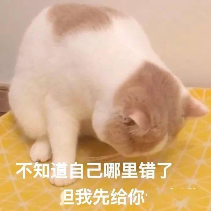 猫猫表情包第十期丨"爱情这杯酒,谁喝都得醉"