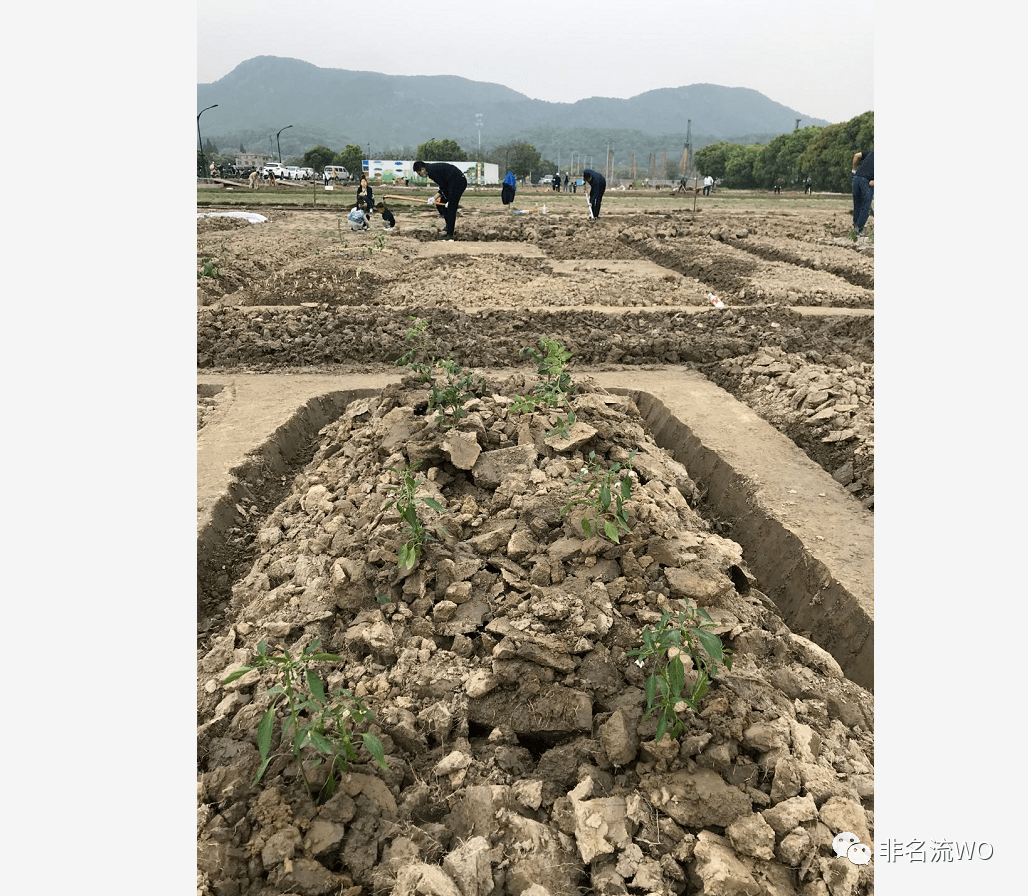 【菜园子】大田里的种菜牛人:牛大田