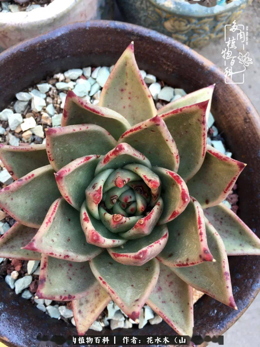 多肉怎么养才能长得粗壮 bdefe02ab2b94a5bb50ef8fee12af5d1.jpeg