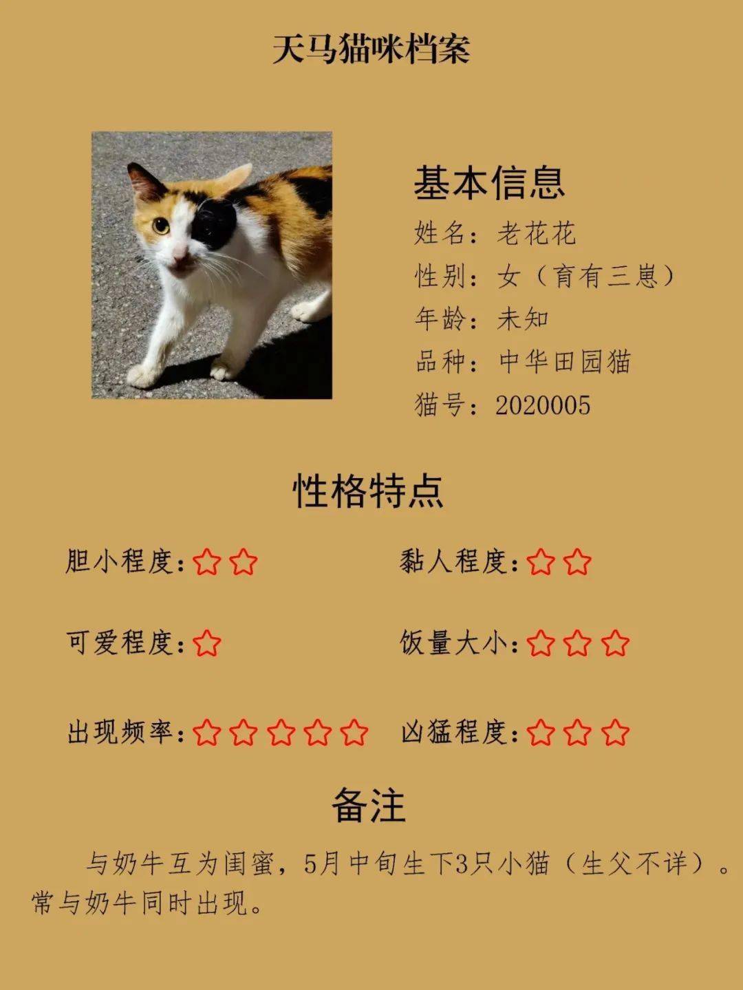 可爱!湖大一老师给流浪猫建档案