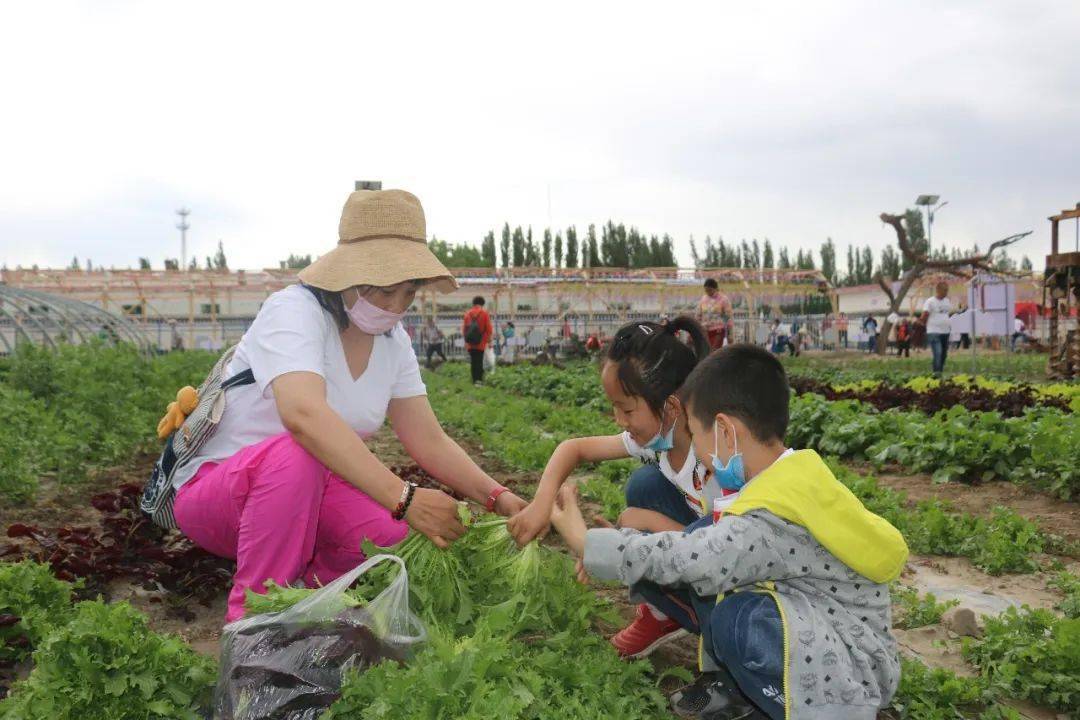 走向我们的小康生活丨蔬菜采摘带热乡村游