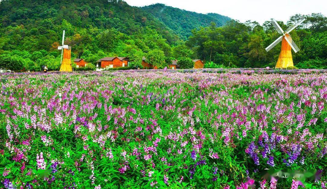 盘龙峡薰衣草花海.(徐向光摄)