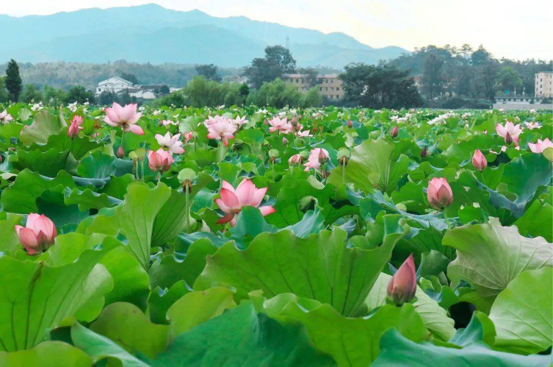 网红,旅游达人现身广昌,莲乡景区成为热门"网红打卡圣地"!