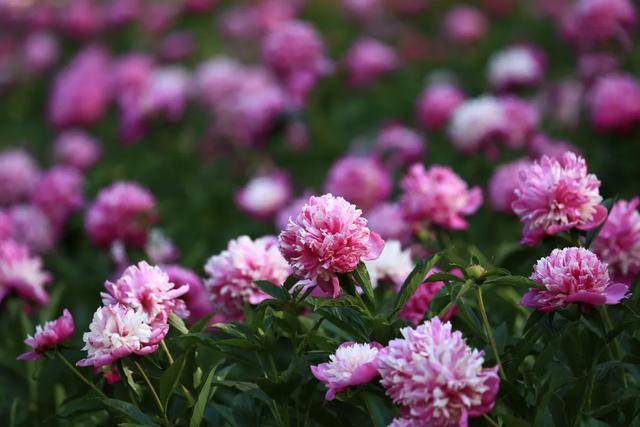 牡丹的花期是多长 ce0d20b9de9146078f2c56b8dfd4ef03.jpeg